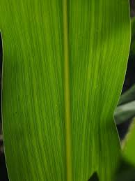 Check spelling or type a new query. Daun Jagung Detail Urat Foto Gratis Di Pixabay