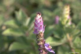 Image result for Coleus neochilus