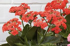 Pin On Flores Coral