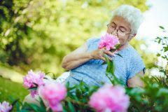 Mit pfingstrosen (päonien) im garten wissen sie immer genau, wann der sommer beginnt. Pfingstrosen Schneiden Anleitungen Tipps Und Tricks Faq Und Video