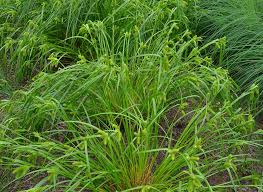 Image result for Carex cognata