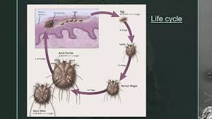 Image result for Sarcoptes scabiei life cycle