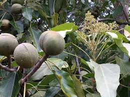 Image result for Aleurites