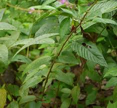 Manfaat dari daun gempur batu yang pertama adalah dapat di manfaatkan sebagai obat penghencur batu empedu alami. Daftar Tanaman Obat Lengkap Beserta Gambar Dan Khasiatnya Bibitbunga Com