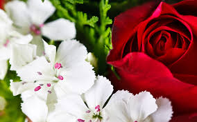 Flower hd wallpapers for for android, iphone, desktop. Colorful Flower Wallpaper Free Download Hd Wallpapers Desktop Backgrounds Wallpaper Pics