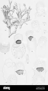 49 and 51 Black and White Stock Photos & Images - Page 2 - Alamy