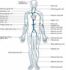 Feel free to browse at our anatomy categories and we hope you. Health Benefits Of Minerals And Vitamins Arteries And Veins Body Diagram Body Anatomy