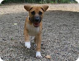 It can grow up to 25 inches tall as an adult. Fennville Mi Boxer Meet Burt A Pet For Adoption