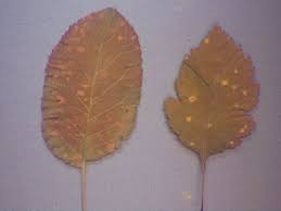 Image result for Gymnosporia gracilipes