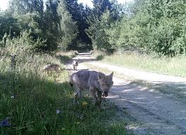 Die organisatoren im großdeutschen reich faßten 1938 den entschluß im gau niederdonau den größten schießplatz des reiches zu errichten. Die Wolfe Sind Zuruck In Osterreich Und Was Jetzt Biorama