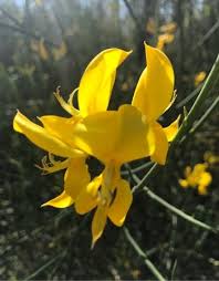 Image result for Aptosimum junceum