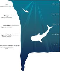 Sharks play an important role in the ocean food chain. Wildbook For Whale Sharks