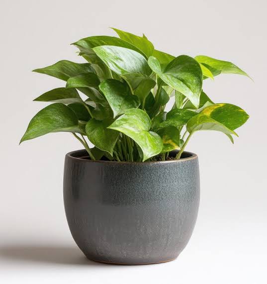 Page 40 | Pothos plant Images - Free Download on Freepik