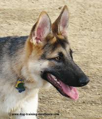 We bring to you a list of names that you can select and choose from! Best German Shepherd Names To Catch Your Dog S Attention