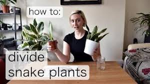 Hi, i have a very large sans that is about 6 feet tall, 3 feet wide. Dividing Snake Plant Pups How To Propagate Sansevieria Youtube