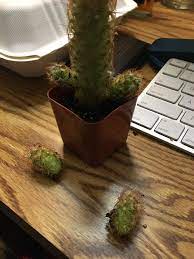 I was told that i could plant the broken piece and it would grow into a new cactus. I Dropped My Cactus And Broke Them What Should I Do The 2 Small Cactus Are Gon Die Plantclinic