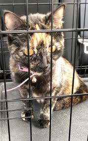 Dallas cat lady adoptions has been working since 2006 to find good homes for cats and kittens and a few dogs. Humane Society Of Dallas County Dog Kitty City 37 Photos 31 Reviews Animal Shelters 2719 Manor Way Dallas Tx Phone Number Yelp