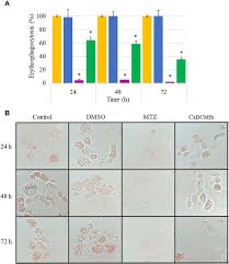 Image result for Croton steenkampianus