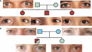 Inheritance Of Eye Colour In A Non Mendelian Fashion The