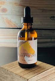 Image result for Cryptolepis