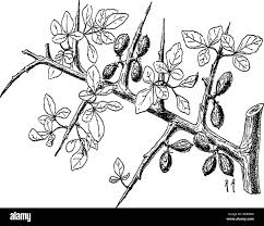 Image result for Commiphora mombassensis