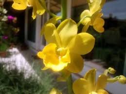 Fiore giallo simile all orchidea / quest'orchidea gialla è un regalo che non può lasciare indifferenti, ideale per donare luminosità agli spazi più bui. Orchids It