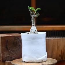 Image result for Pterodiscus elliottii