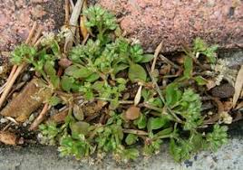 Image result for Polycarpon