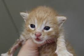 千葉県 動物病院で保護中 男の子のチャトラ2匹 猫の里親募集 ネコジルシ