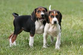 Black And Tan Treeing Walker Coonhound Beagle Mix Puppies These Are What We Breed Treeing Walker Coonhound Puppies Diane Lewis C Akc Walker Coonhound Coonhound Puppy Treeing Walker Coonhound