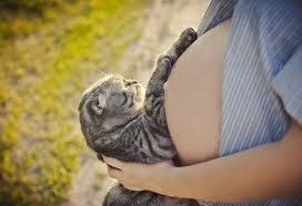 Check spelling or type a new query. Can Cats Sense Pregnancy