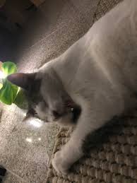 What do you do at the weekends, yara? Today My Cat Died After He Was Hit By A Car I Couldn T Even See Him Since He Was Brought To The Vet By The Person In The Car I Don T Have