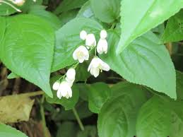 ウツギの名がつく植物 ヒメウツギ ウツギ コガクウツギ ミツバウツギ 山野草 植物めぐり