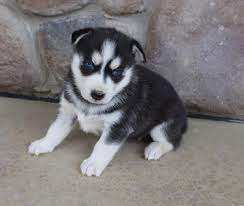 Kasandra Female Siberian Husky Dogs For Sale In Grabill Indiana Siberianhusky Siberianhuskypuppies Female Siberian Husky Puppies Dogs For Sale