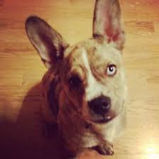 We are located in the foothills of the superstition mountains. French Bulldog Puppies Cost Australia Crazypurplemama