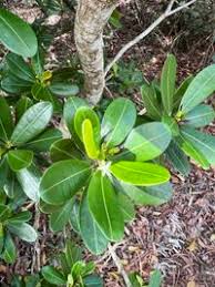 Image result for Erythroxylaceae