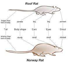 how to get rid of rats