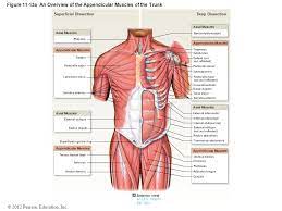 The chest muscles are a group of muscles that make up the upper thoracic region, and they provide the shape that human chests have. Figure 11 3a An Overview Of The Major Skeletal Muscles Part 1 Of 6 Ppt Video Online Download