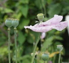 Check spelling or type a new query. 10 Hardy Annual Flowers To Grow From Seed Gardening Lessons