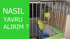 Muhabbet Kusum Yuvaliga Girmiyor Ne Yapabilirim Youtube