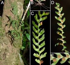 Image result for Lellingeria oosora