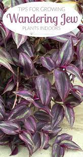 Pin On Garden Ideas