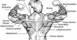 The stronger the muscles in your back, shoulder, and abdomen, the lower your chance of injury. Pin On Fitness Diagrams