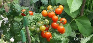 Check out '1 recette 1 minute' to see more recipes and cooking techniques. Top 3 Reasons Why Your Tomatoes Are Not Setting Fruit