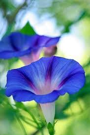 Morning Glories By Stacy Morning Glory Flowers Blue Morning Glory Blue Flowers