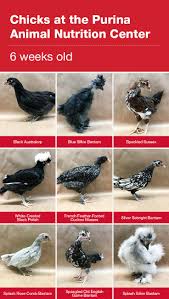 At 6 to 8 weeks, the cockerels are going to start crowing. Teenage Chickens Faqs Teenage Chickens Baby Chicks Raising Bantam Chickens