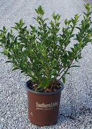 Gardenias sometimes get too big. Jubilation Gardenia Order Online With Plantsbymail Com