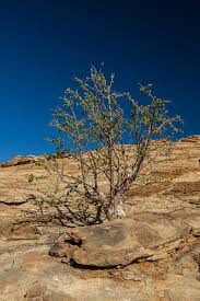 Image result for Sterculia africana