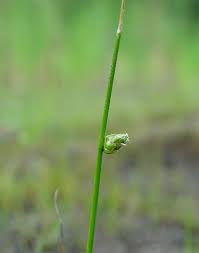 Image result for Schoenoplectiella roylei