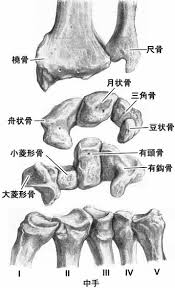 Aug 12, 2017 · 小菱形骨は手根中央関節や手根中手関節を構成します。 小菱形骨の特徴はほぼ可動性がないこつです。 この部分に骨折が起こると手術を行うことが多いです。 ä¸­æ‰‹éª¨ã¨ã¯ä½• Weblioè¾žæ›¸